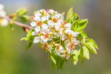Blooming tree in the spring. Springtime flowers