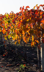 Vine against the blue sky. Vineyards in the autumn with red foliage. Winemaking. Macro photography of a leaf covered with dew. Selective focus.