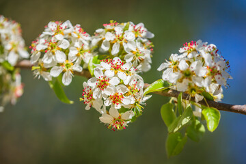Blooming tree in the spring. Springtime flowers