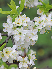 Flowering trees are white. Spring card. Cherry branch of a fruit tree.