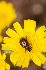 Escarabajo peludo del género Chasmatopterus, con su cuerpo lleno de polen sobre una flor amarilla durante la primavera.