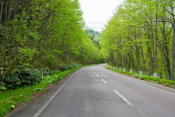 Fototapeta na wymiar 新緑の森を通る道路 