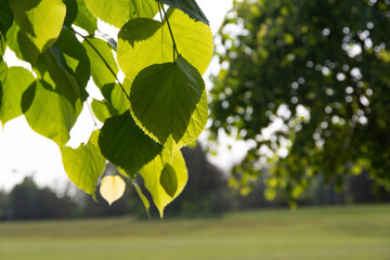 Fresh green leaves and the lawn beyond.