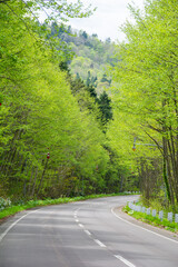 新緑の森を通る道路
