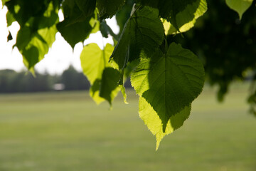 Fresh green leaves and the lawn beyond.