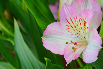 Pink and white alstroemeria flowers