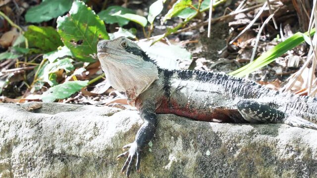 Australian Water Dragon Lying On A Rock Under The Sunlight. close up