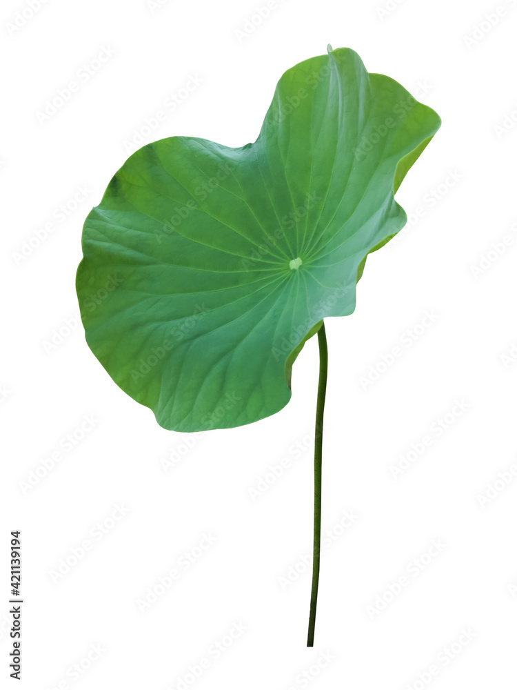 Wall mural isolated a single lotus leaf with clipping paths.