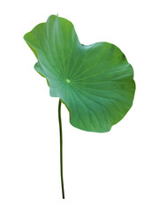Isolated a single lotus leaf with clipping paths.