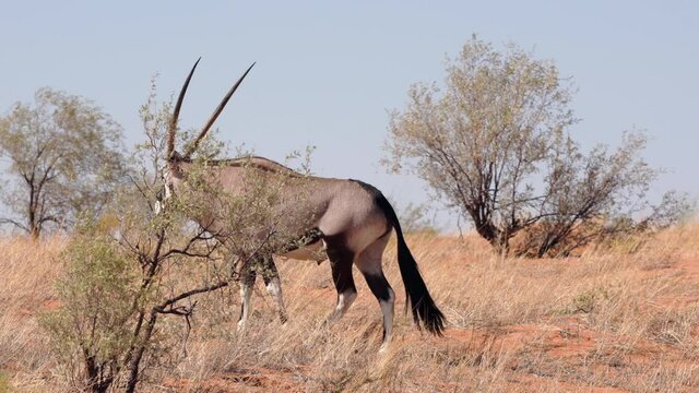 A muscled gemsbok oryx walking and standing gracefully in Kgalagadi Transfrontier Park savannah on a sunny day - Kalahari Desert, Upington, South Africa