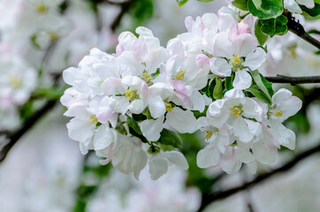 Beautiful white flowers of blooming apple tree
