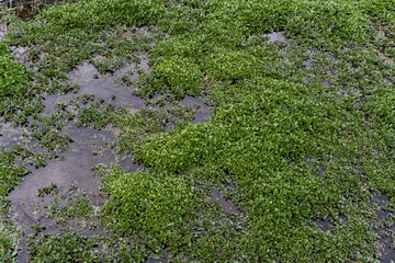 Top view Watercress or Nasturtium officinale organic cultivation in vegetable garden green leaf texture background