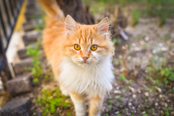 Naklejka na ściany i meble Portrait of red cat. Sweet fluffy cat looking the camera. Yellow cat eyes.