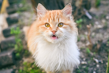 Naklejka na ściany i meble Portrait of a red cat outdoors. Sweet fluffy cat looking the camera.