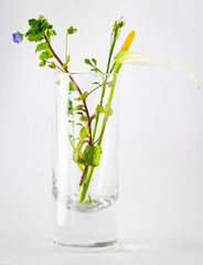 Decorative house plant usually growing in a pot placed in a shot glass together with two common lawn weeds: Speedwell (Veronica) and Hairy Bittercress.