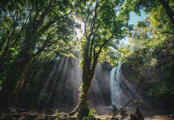 Waterfall in Maui Jungle