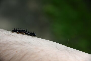 black caterpillar crawling on the skin against a green background