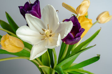 Beautiful tulips stand in a vase on a gray background