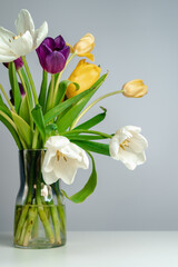 Beautiful tulips stand in a vase on a gray background