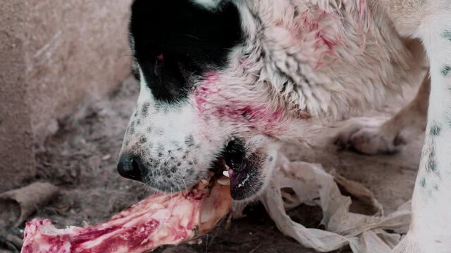 Alabai dog with bone, Pedigree canine. Beware of dog. Central asian shepherd. Dangerous angry bloody alabai.