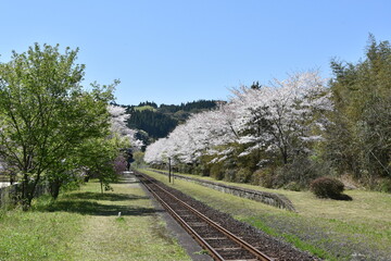さくら満開と線路