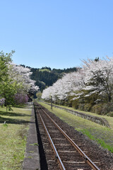 さくら満開と線路