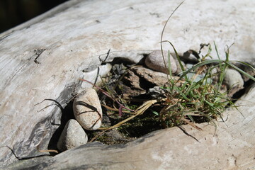 rocks in a log