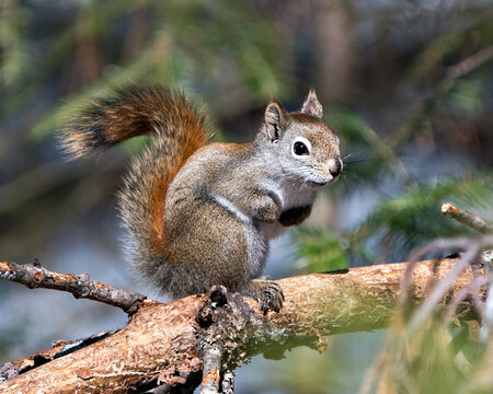 Squirrel Stock Photos. Close-up profile view sitting on a tree branch in the forest with a blur background in its environment and habitat.