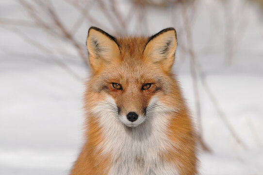 Red Fox stock photos. Red fox head shot close-up profile view looking at camera in the winter season in its environment and habitat with a snow background. Fox Image. Picture. Portrait