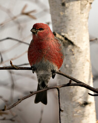 Pine Grosbeak Stock Photo. Pine Grosbeak close-up profile view, perched  with a blur background in its environment and habitat. Image. Picture. Portrait.