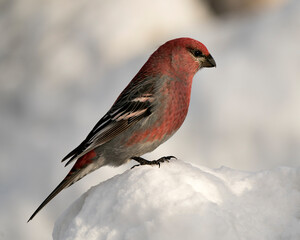 Pine Grosbeak Stock Photo. Pine Grosbeak close-up profile view, perched  on snow with a blur background in its environment and habitat. Image. Picture. Portrait