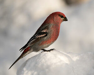 Pine Grosbeak Stock Photo. Pine Grosbeak close-up profile view, perched  on snow with a blur background in its environment and habitat. Image. Picture. Portrait