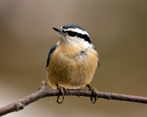 Nuthatch Stock Photos. Close-up profile view perched on a tree branch in its environment and habitat with a blur background, displaying feather plumage and bird tail.  Image. Picture. Portrait.