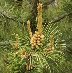 Lodgepole Pine (Pinus contorta) cones and needles in Beartooth Mountains, Montana