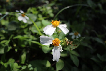 Obraz premium Daisey flower close up