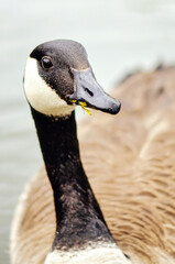 A Canadian goose bird in a pond