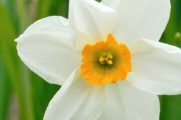 A yellow narcissus flower,  Narcissus pseudonarcissus