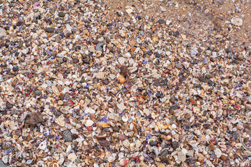 Colorful red yellow purple rebble and seashells on beach jackstone Australia Sunshine Coast Queensland