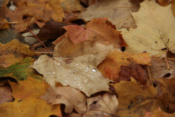 fallen autumn leaves