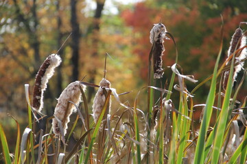 reeds in the wind