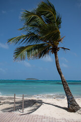 palm trees on the beach in San andres Island Colombia in a sunny and windy day. We have the blue sky and clear sea water
