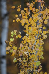 White Birch Trees and Warm Yellow Foliage