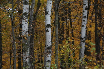 White Birch Trees and Warm Yellow Foliage