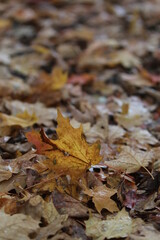 autumn leaves on the ground