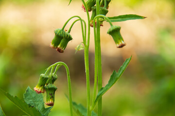 dandelion flowers that are starting to bloom