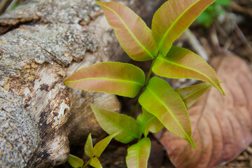 leaves growing between the trees