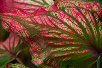 alocasia pink leaves