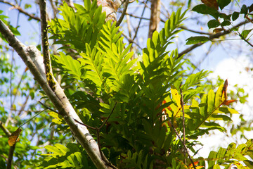 Orchid plant in the forest