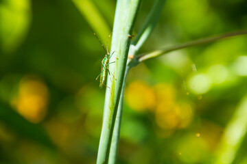 Leptocorisa oratorius in the grass branches