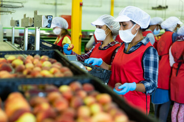 Women in protective masks working on fruit sorting line at warehouse, checking quality of peaches